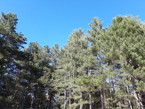 Liguria, Italy – 10/05/2019: An amazing caption of old and tall trees in a village near Genova in autumn without leaves and some flowers, blue and clear skt in the background.