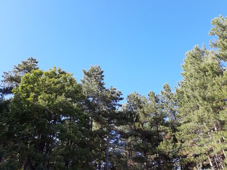 Liguria, Italy – 10/05/2019: An amazing caption of old and tall trees in a village near Genova in autumn without leaves and some flowers, blue and clear skt in the background.