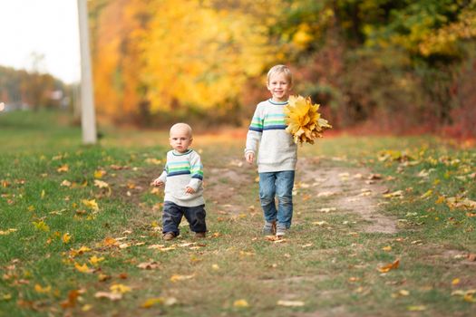 Happy little boys gathering autumn leaves in the park in autumn