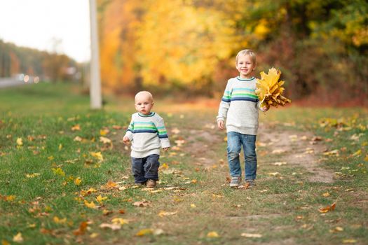 Happy little boys gathering autumn leaves in the park in autumn