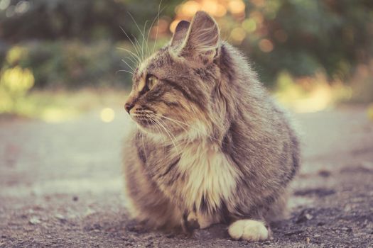 Homeless cat. Fluffy cat. The cat is sitting on the road. Beautiful picture of a cat.