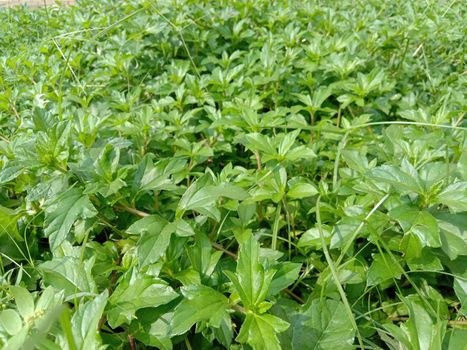 green colored grass coloseup with leaf