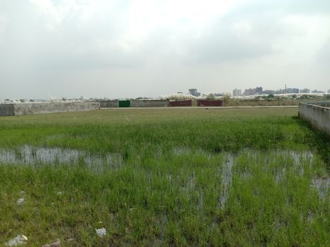 green colored grass coloseup with sky