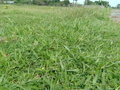 green colored grass coloseup with nature