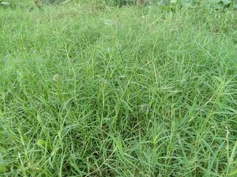 green colored grass coloseup with nature