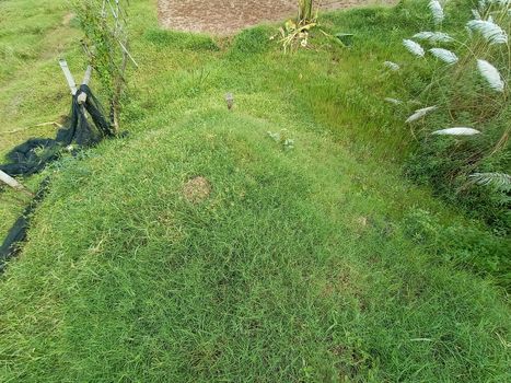 green colored grass coloseup with nature