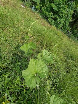 green colored grass coloseup with leaf