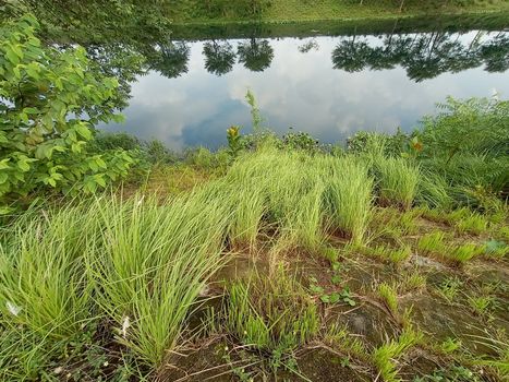 green colored grass coloseup with lake