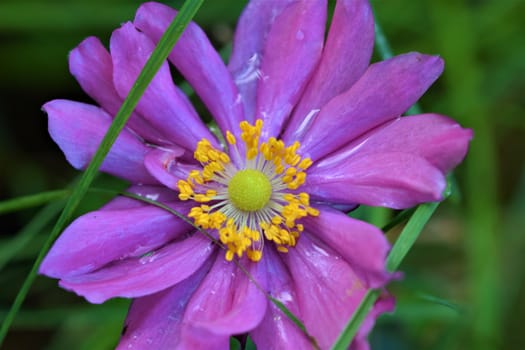 Closeup of an autumn anemone flower