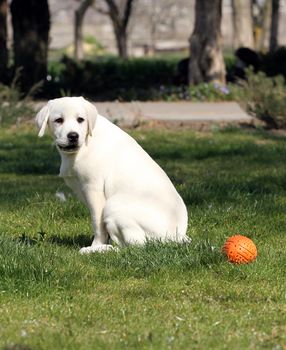 a yellow labrador playing in the park