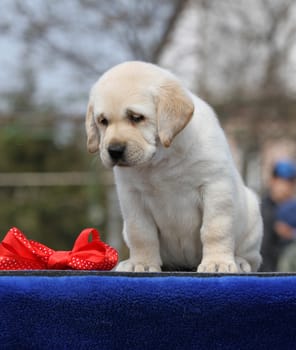 the yellow labrador puppy on the blue background