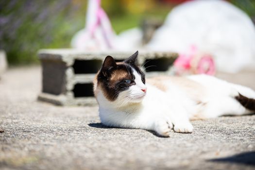 siamese ragdoll crossbreed cat resting in the sun on a terrace in summer