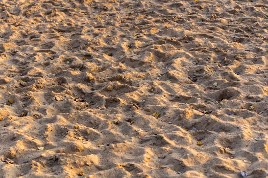 dry sand surface with many footprints and dry autumn tree leaves under sundown yellow light - close-up with selective focus and blur