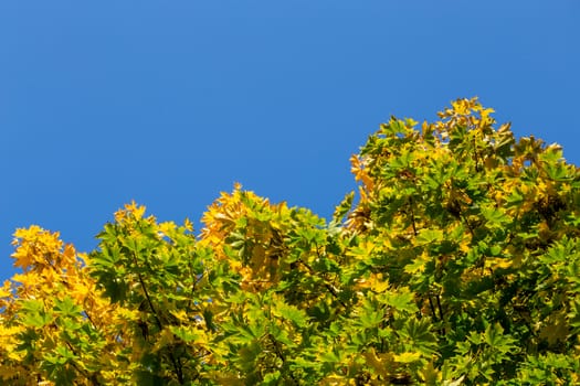 unadorned autumnal maple tree yellow and green leaves on clear blue sky background.