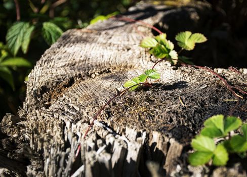 nature background forest still life of strawberry leaves on an old stump
