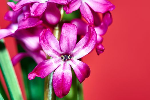 Detail of blooming purple hyacinth flower on a red background