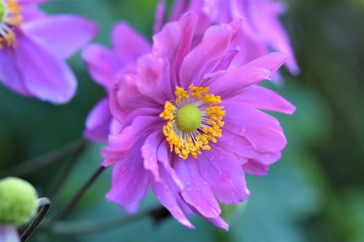 Closeup of an autumn anemone flower