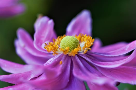 Closeup of an autumn anemone flower