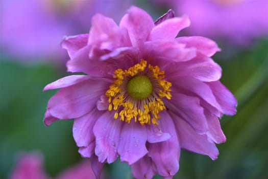 Closeup of an autumn anemone flower