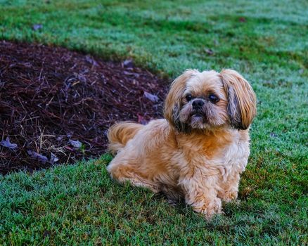 Shih Tzu in Grass Looking Away