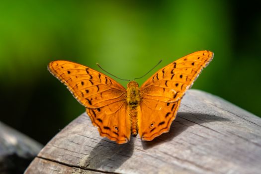 Close up of a Cruiser - Vindula arsinoe - orange tropical butterfly, Kuranda