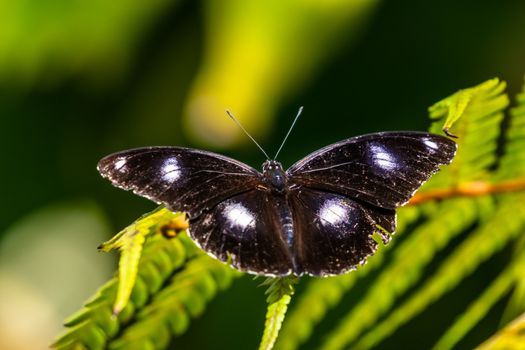 Eggfly butterfly - Hypolimnas bolina - black colour with white spots captured in Kuranda