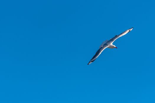 Single seagull flying on a blue sky background in a sunny day over the beach of Manly, Sydney, Australia