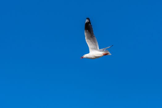 Single seagull flying on a blue sky background in a sunny day over the beach of Manly, Sydney, Australia