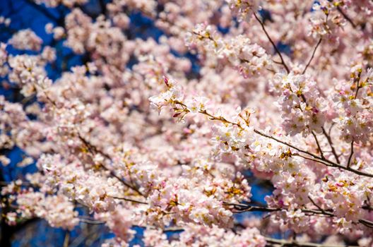 Close up of a cherry tree in full bloom in Central Park in a sunny day. New York City, USA