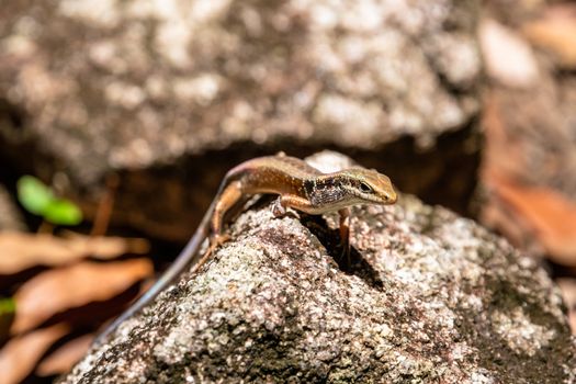 Carlia amax lizard on a rock in Fitzroy Island, Queensland, Australia