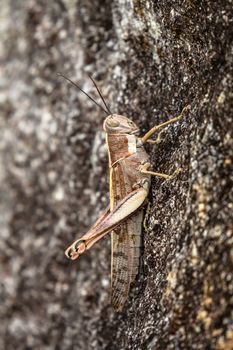Close-up of brown grasshopper on a rock, Fitzroy Island, Queensland, Australia