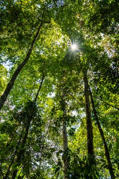 Low angle view of green rainforest near Kuranda in Queensland, Australia