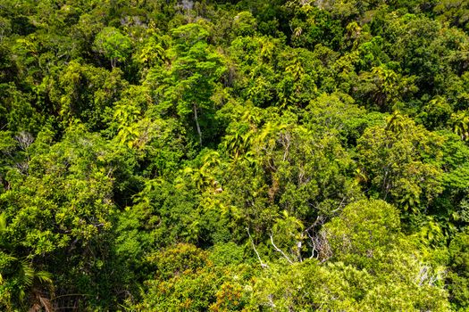 Top view of green and majestic Australian rainforest from a cableway in Kuranda