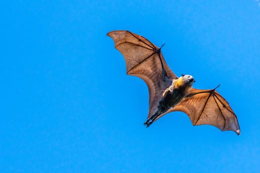 An Australian fruit bat flying between trees with fully open wings in a sunny day with a blue sky