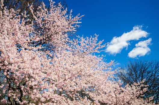 A cherry tree in full bloom in Central Park in a sunny day with blue sky. New York, USA