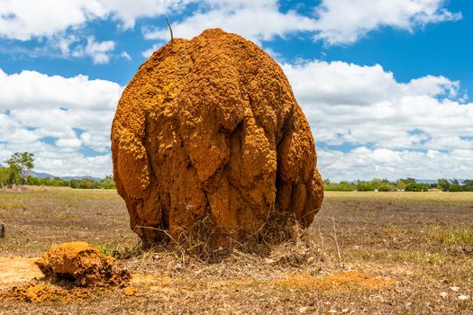Isolated large termite mould in Queensland outback, near Cairns, Australia. 