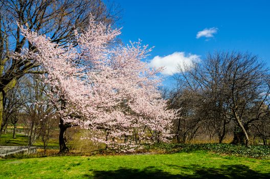 A cherry tree in full bloom in Central Park in a sunny day with blue sky. New York, USA