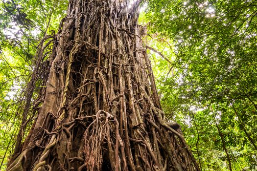 Low angle view of a huge Australian strangler fig tree in the rainforest, Queensland