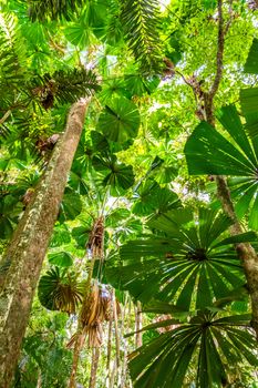 Low angle view of dense green licuala palm forest in Daintree national park, Queensland, Australia