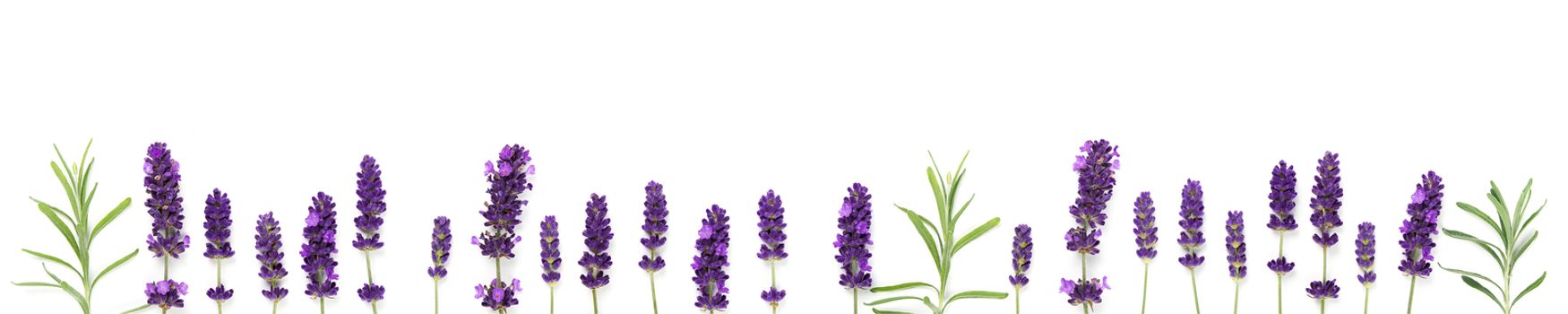 lavendel flowers blooms on white background banner. lavender flower isolated on white wide shoot.