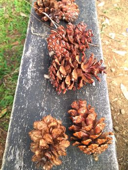 dried pine tree flowers on black wooden can be used for home decoration
