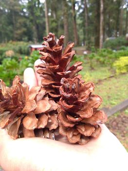 close up view of dried pine tree flowers can be used for home decoration