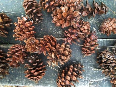 close up view of dried pine tree flowers can be used for home decoration