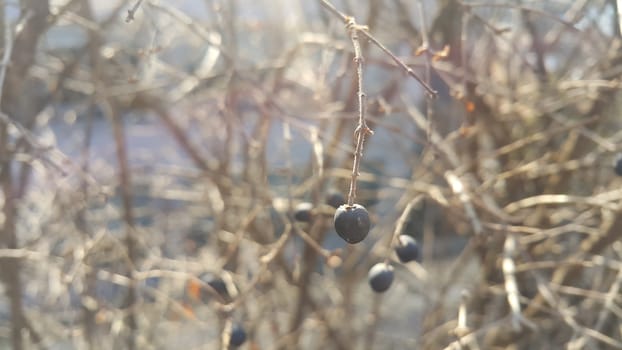 Closeup view of Black mountain ash berries: A selective focus view