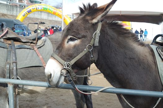 Brown donkey face with big eyes and large ears looking at camera standing inside a fence. Close-up on a donkey head profile in a natural environment in day time.