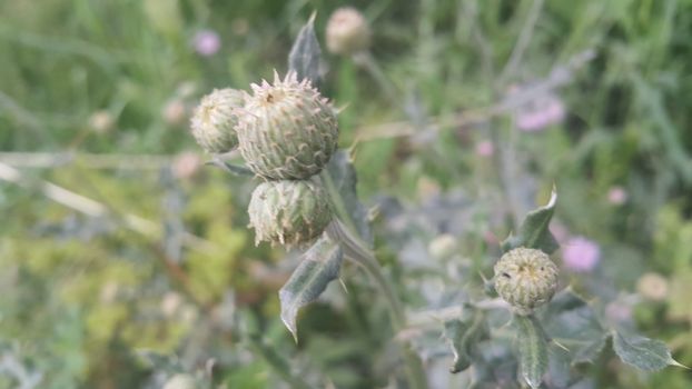 Perennial thistle plant with spine tipped triangular leaves and purple flower heads surrounded by spiny bracts. Cirsium verutum thistle also known as Cirsium involucratum.