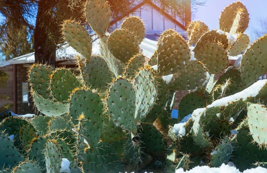 Arizona After winter storm snow prickly pear cactus snowfall in the covered in snow.