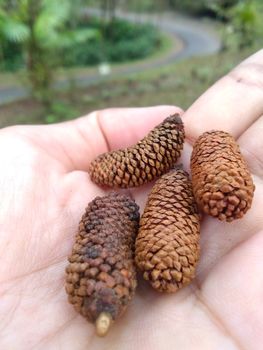 close up view of dried pine tree flowers still bud on hand can be used for home decoration