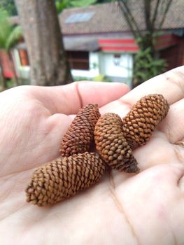 close up view of dried pine tree flowers still bud on hand can be used for home decoration