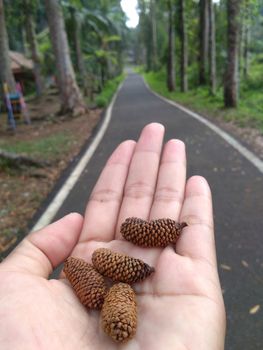 close up view of dried pine tree flowers still bud on hand can be used for home decoration